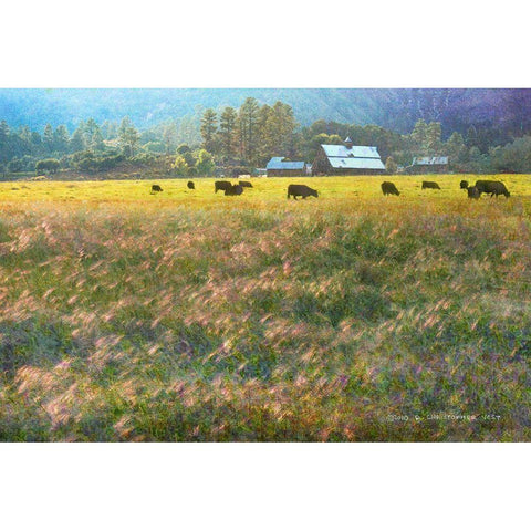 Barn and Foxtail Cherry Creek Black Modern Wood Framed Art Print by Vest, Christopher