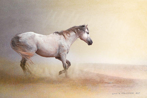 Dust Storm White Horse White Modern Wood Framed Art Print with Double Matting by Vest, Christopher