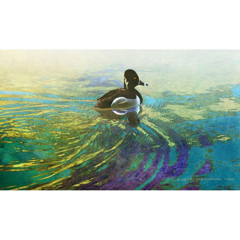 Male Ring Billed Duck Black Modern Wood Framed Art Print with Double Matting by Vest, Christopher