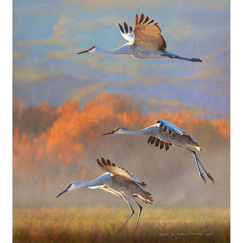 Mid Morning at the Bosque White Modern Wood Framed Art Print by Vest, Christopher