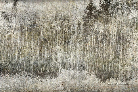 Aspen Willow leaves Abstract Black Ornate Wood Framed Art Print with Double Matting by Vest, Christopher