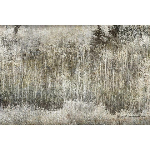 Aspen Willow leaves Abstract Gold Ornate Wood Framed Art Print with Double Matting by Vest, Christopher