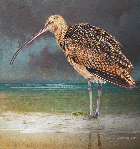 Blissful Curlew White Modern Wood Framed Art Print with Double Matting by Vest, Christopher