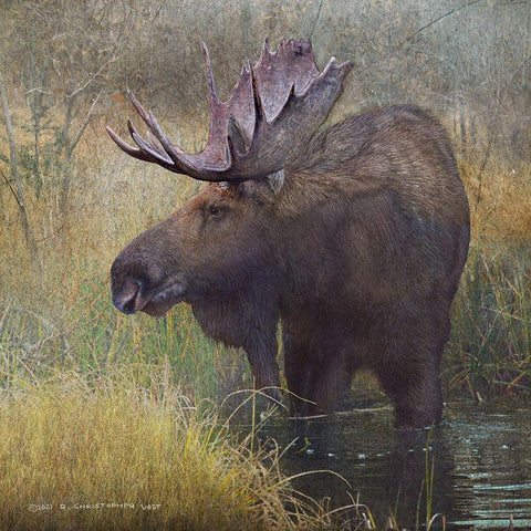 Moose in Marsh Black Modern Wood Framed Art Print with Double Matting by Vest, Christopher