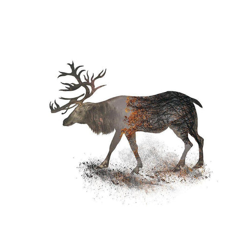 Mighty Elk White Black Modern Wood Framed Art Print with Double Matting by Haase, Andrea