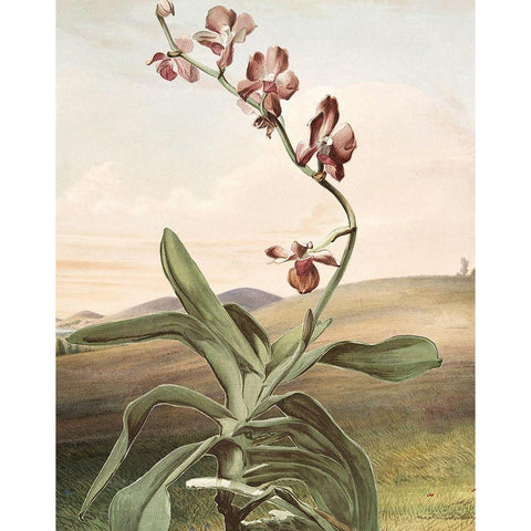 Wild Shoot I White Modern Wood Framed Art Print by Smith, Karen