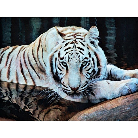 White Tiger Walter Wallow Black Modern Wood Framed Art Print with Double Matting by Aldridge, Ashley