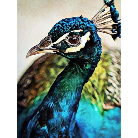 Peacock Pretty And Proud White Modern Wood Framed Art Print by Aldridge, Ashley