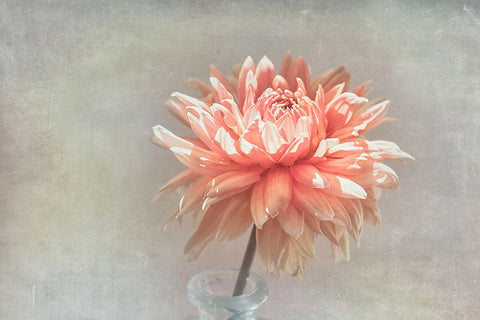 Coral Dahlia White Modern Wood Framed Art Print with Double Matting by Stalus, Judy