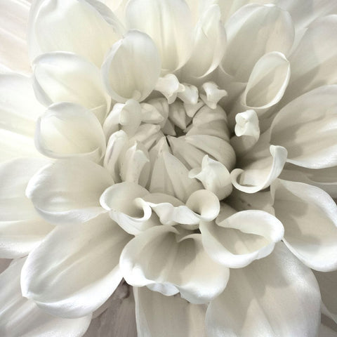 White Morning Black Modern Wood Framed Art Print by Stalus, Judy