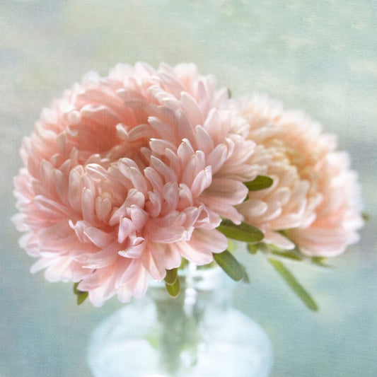 Image Only