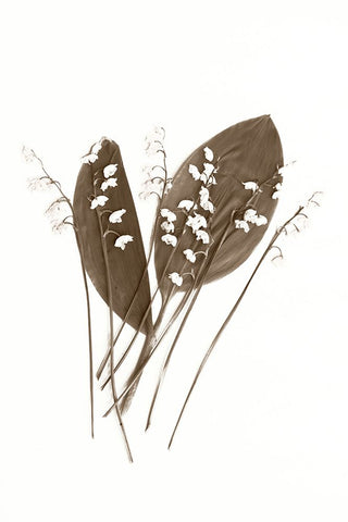 Lily of the Valley Black Modern Wood Framed Art Print by Stalus, Judy