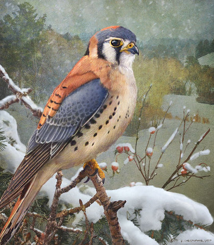 In Snowscape Kestrel White Modern Wood Framed Art Print with Double Matting by Vest, Christopher