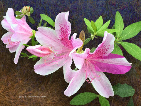 Pink Azaleas White Modern Wood Framed Art Print with Double Matting by Vest, Christopher