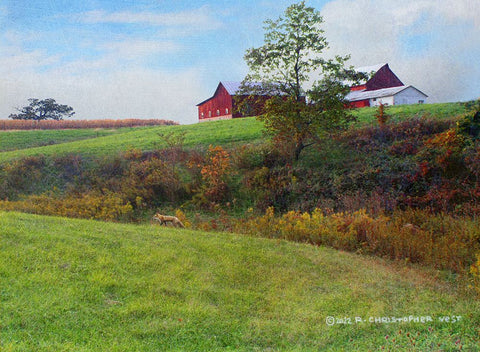 Ohio Barn with Red Fox White Modern Wood Framed Art Print with Double Matting by Vest, Christopher