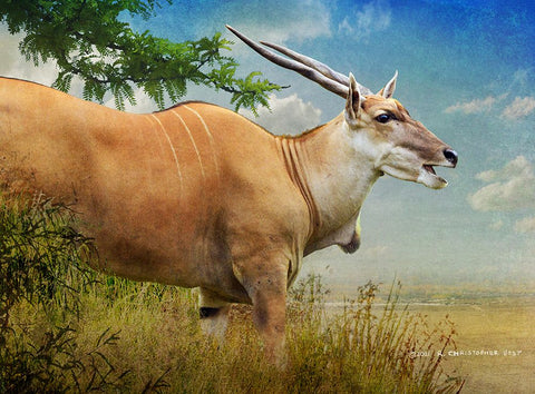 Stepping out female common eland White Modern Wood Framed Art Print with Double Matting by Vest, Christopher