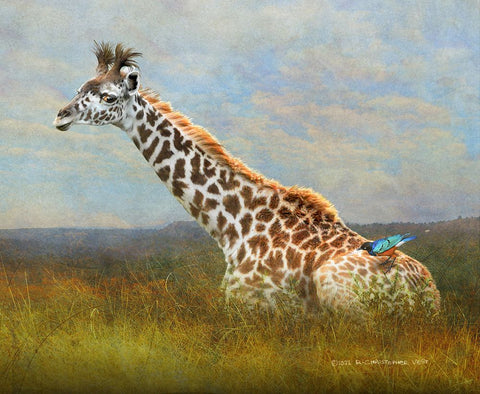 Giraffe and Starling White Modern Wood Framed Art Print with Double Matting by Vest, Christopher