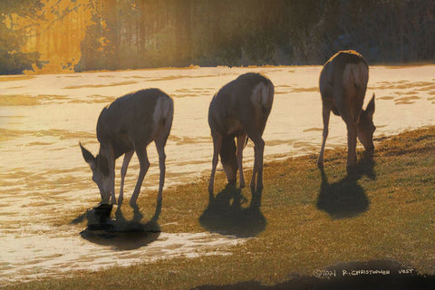 Deer Grazing at City Park Black Ornate Wood Framed Art Print with Double Matting by Vest, Christopher