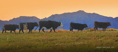 Five Cows in a Row Black Ornate Wood Framed Art Print with Double Matting by Vest, Christopher