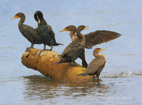 Group of Cormorants Black Modern Wood Framed Art Print by Vest, Christopher