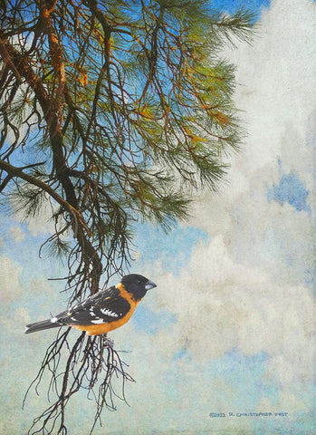 Ponderosa Black-Headed Grosbeak Black Modern Wood Framed Art Print by Vest, Christopher