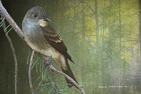 Western Wood Peewee Black Modern Wood Framed Art Print by Vest, Christopher