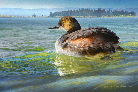 Earred Grebe on Lake Black Modern Wood Framed Art Print by Vest, Christopher