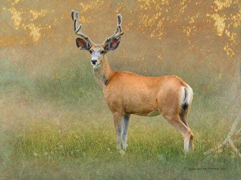 High Summer Velvet Buck Deer White Modern Wood Framed Art Print with Double Matting by Vest, Christopher