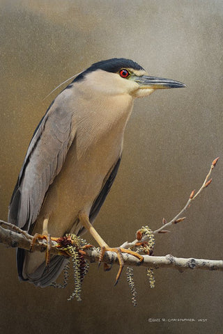 Night Heron in spring Black Modern Wood Framed Art Print by Vest, Christopher