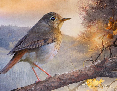 Hermit Thrush Hillside Drive Black Modern Wood Framed Art Print by Vest, Christopher