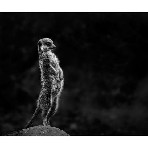 The meerkat Gold Ornate Wood Framed Art Print with Double Matting by Van Son, Greetje