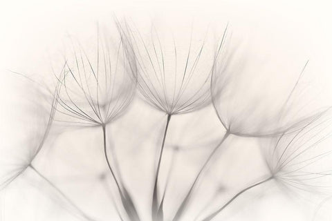 No title White Modern Wood Framed Art Print with Double Matting by Arnholtz, Jakob