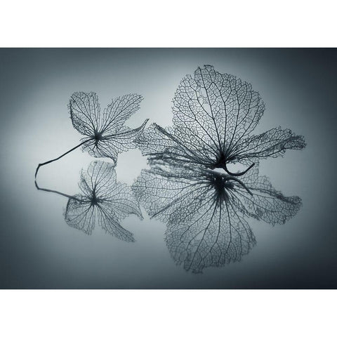 Ephemeral Beauty Black Modern Wood Framed Art Print with Double Matting by Kowatari, Shihya