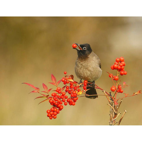 Bulbul with Nandina Black Modern Wood Framed Art Print with Double Matting by Waldmann, Shlomo