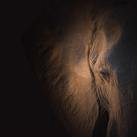 Gentle Giant Black Modern Wood Framed Art Print by Wolbers, Louise