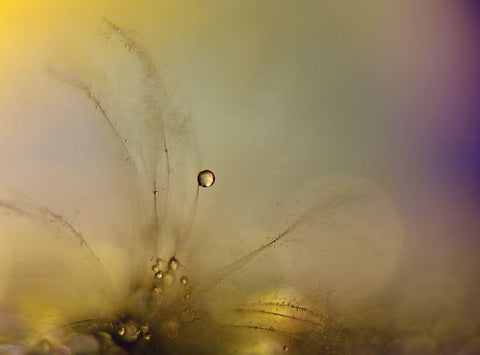 Feeling of a new day Black Ornate Wood Framed Art Print with Double Matting by Westum, Heidi