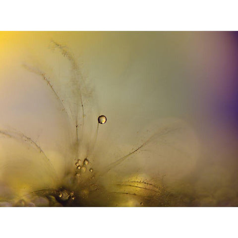 Feeling of a new day Black Modern Wood Framed Art Print by Westum, Heidi