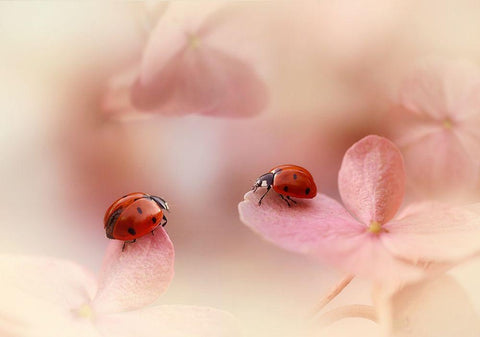 Ladybirds on pink hydrangea Black Ornate Wood Framed Art Print with Double Matting by Van Deelen, Ellen