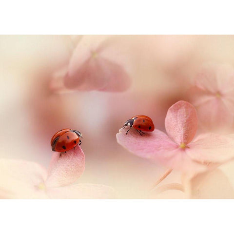 Ladybirds on pink hydrangea White Modern Wood Framed Art Print by Van Deelen, Ellen