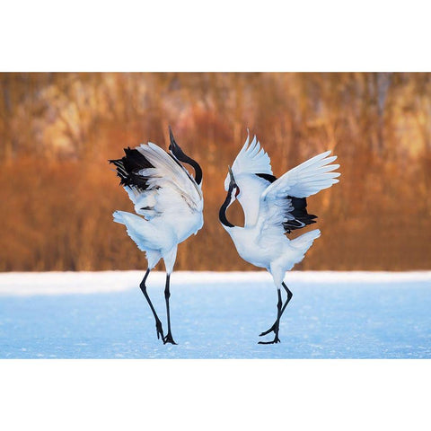 The dance of love Black Modern Wood Framed Art Print with Double Matting by Mei, C.