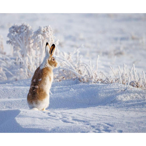 White-tailed jackrabbit Gold Ornate Wood Framed Art Print with Double Matting by Waldmann, Shlomo