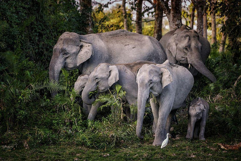 tasty leaves White Modern Wood Framed Art Print with Double Matting by Stranak, Pavol