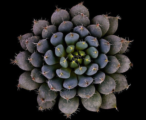 Echeveria setosa var. deminuta White Modern Wood Framed Art Print with Double Matting by Mozqueda, Victor