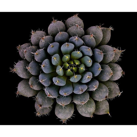 Echeveria setosa var. deminuta Gold Ornate Wood Framed Art Print with Double Matting by Mozqueda, Victor