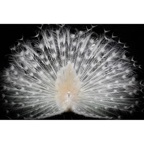 black and white Black Modern Wood Framed Art Print by Liddi, Pino