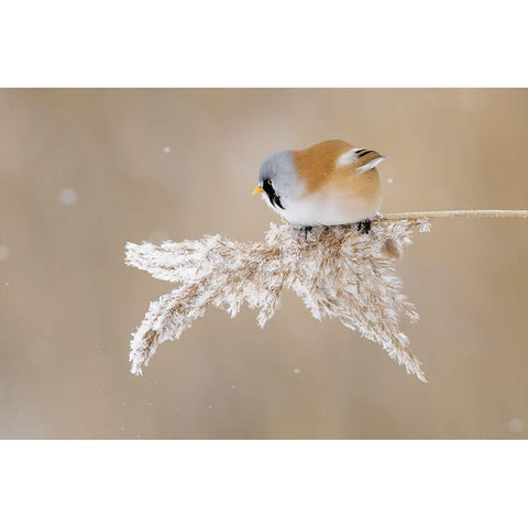 Bearded tit Gold Ornate Wood Framed Art Print with Double Matting by Kazlauskas, Jonas
