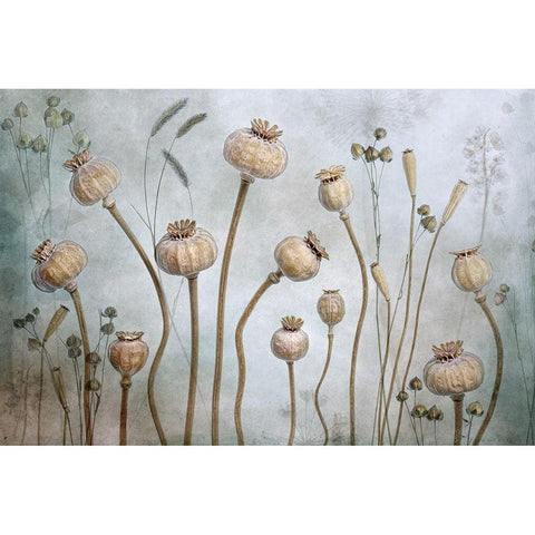 Papaver White Modern Wood Framed Art Print by Disher, Mandy