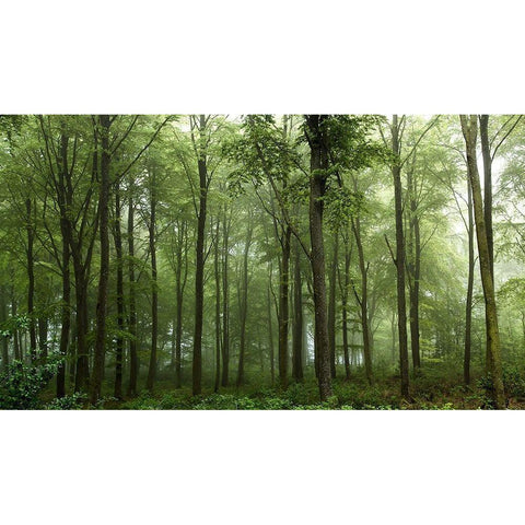 Forest Black Modern Wood Framed Art Print with Double Matting by Londal, Leif