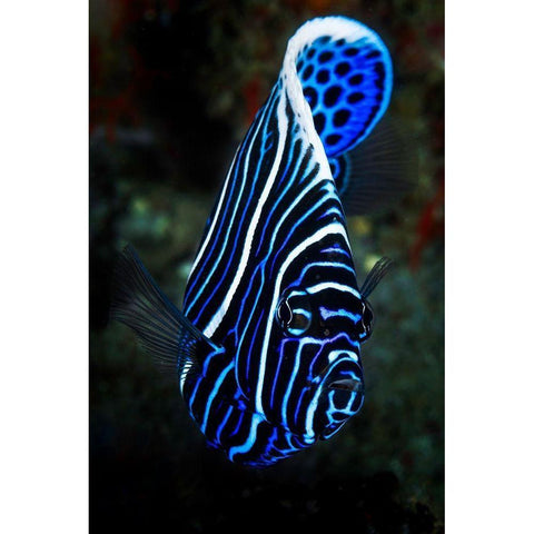 Emperor angelfish Black Modern Wood Framed Art Print with Double Matting by Gabriel, Barathieu