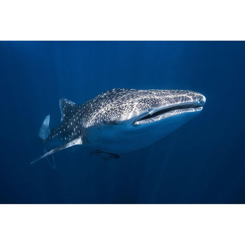 Whale Shark Black Modern Wood Framed Art Print by Gabriel, Barathieu